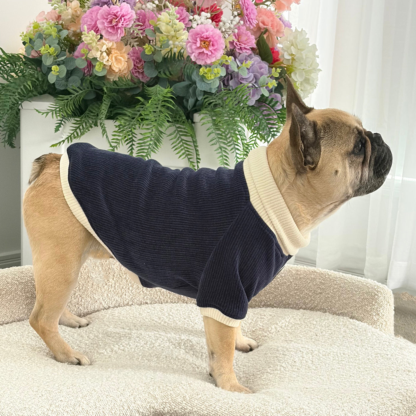 Navy and Cream Cord - Dog Skivvy
