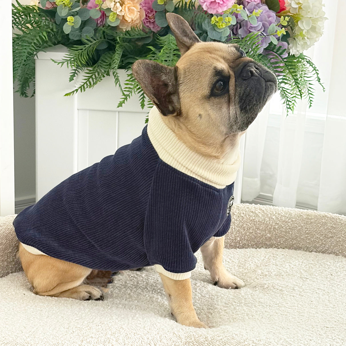 Navy and Cream Cord - Dog Skivvy