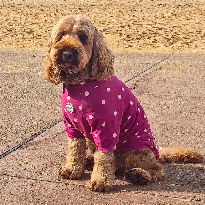 Burgandy with Pink Spots - Dog Skivvy