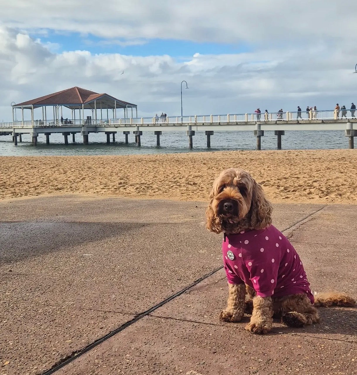 Burgandy with Pink Spots - Dog Skivvy