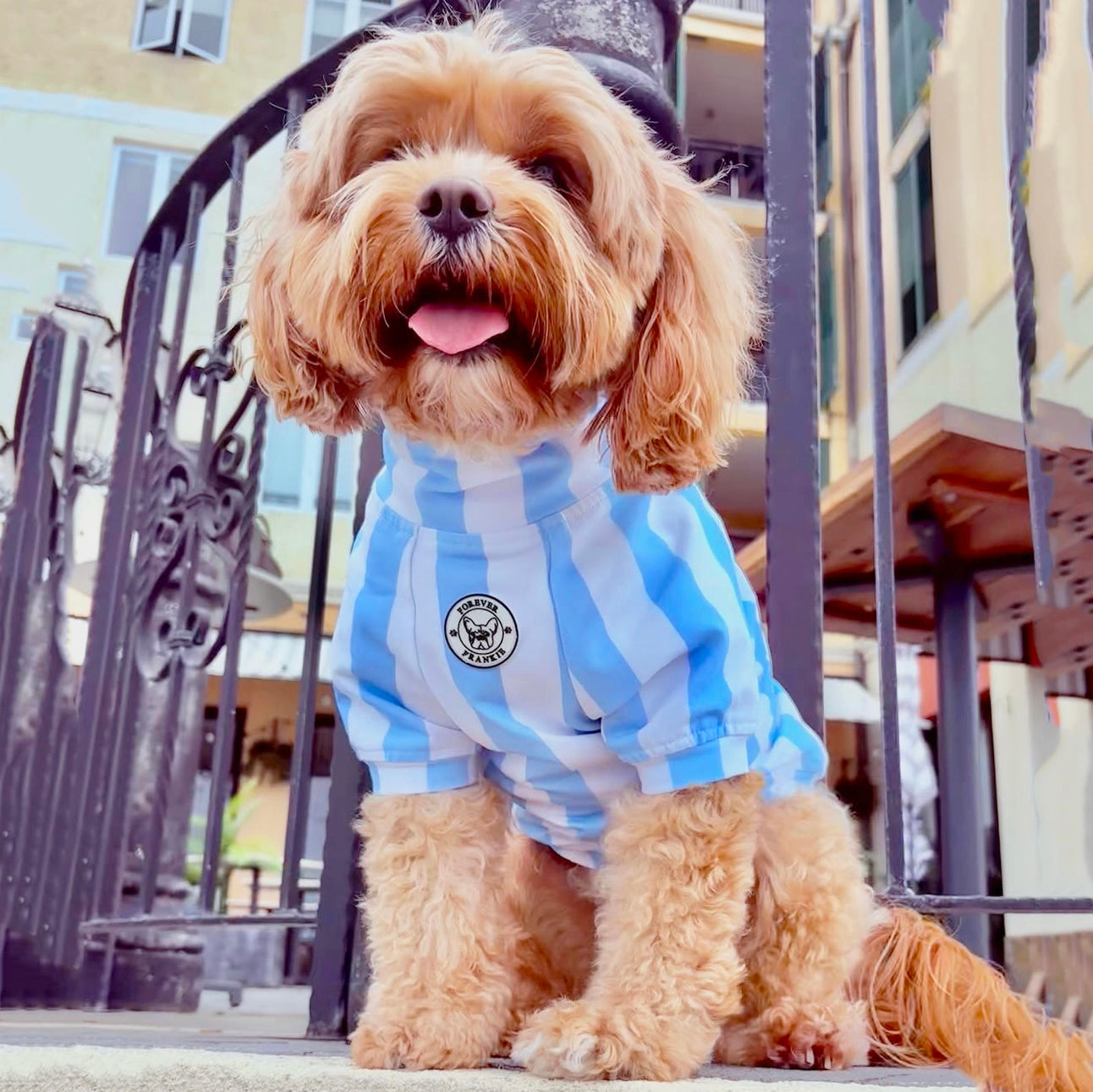 Candy Stripe blue & white  Dog Skivvy