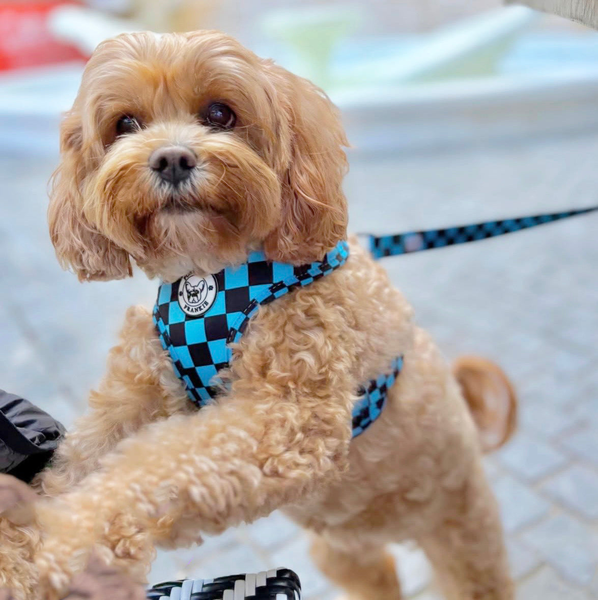 Blue Checkers - Adjustable Harness
