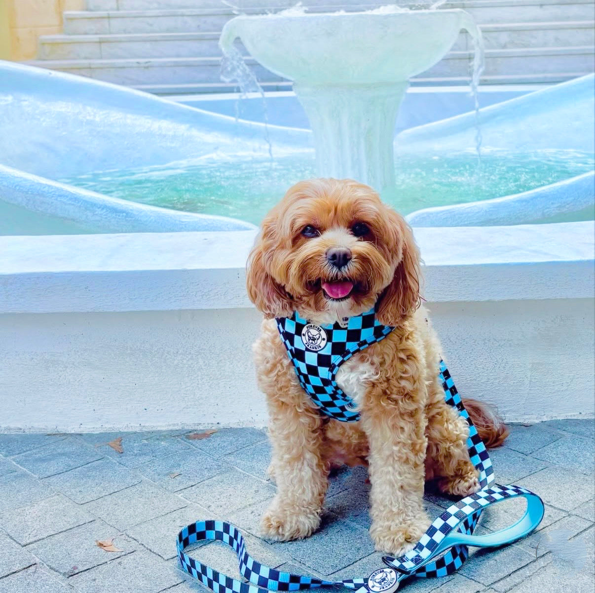 Blue Checkers - Adjustable Harness