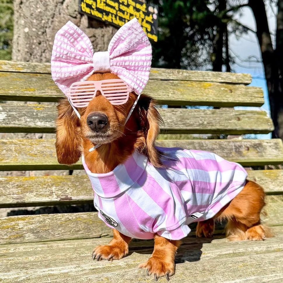 Candy Stripe pink & white  Dog Skivvy