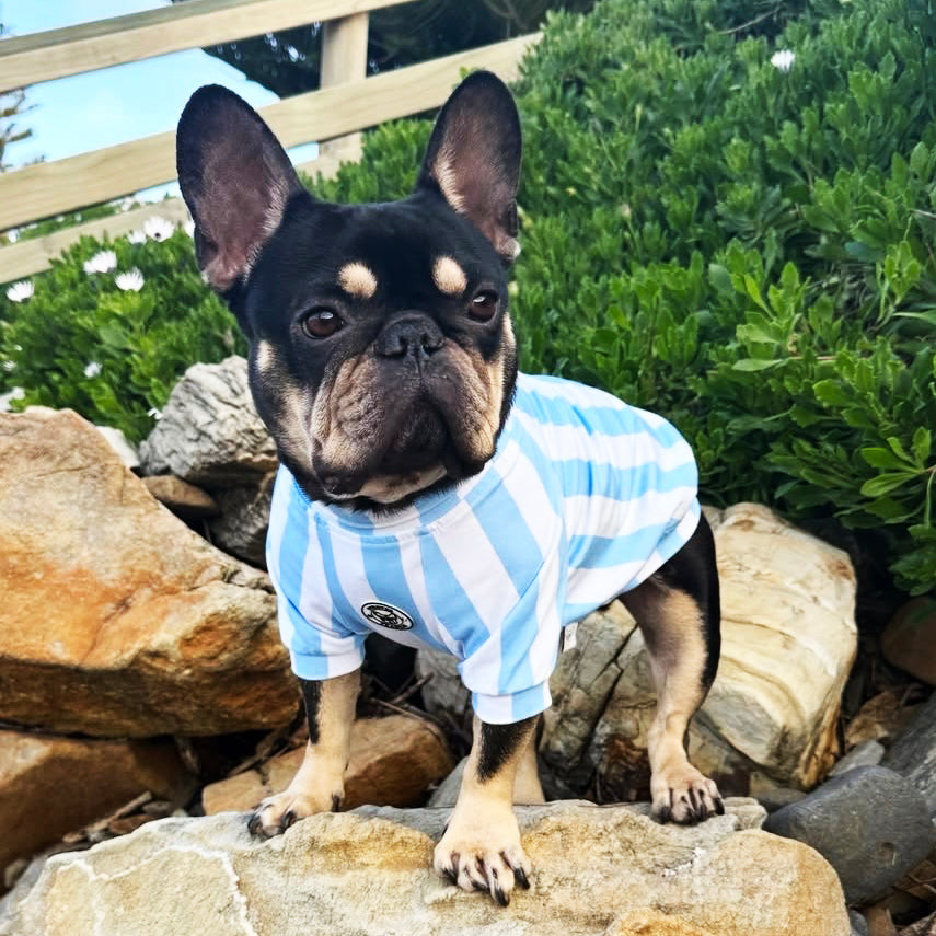 Candy Stripe blue & white  Dog Skivvy