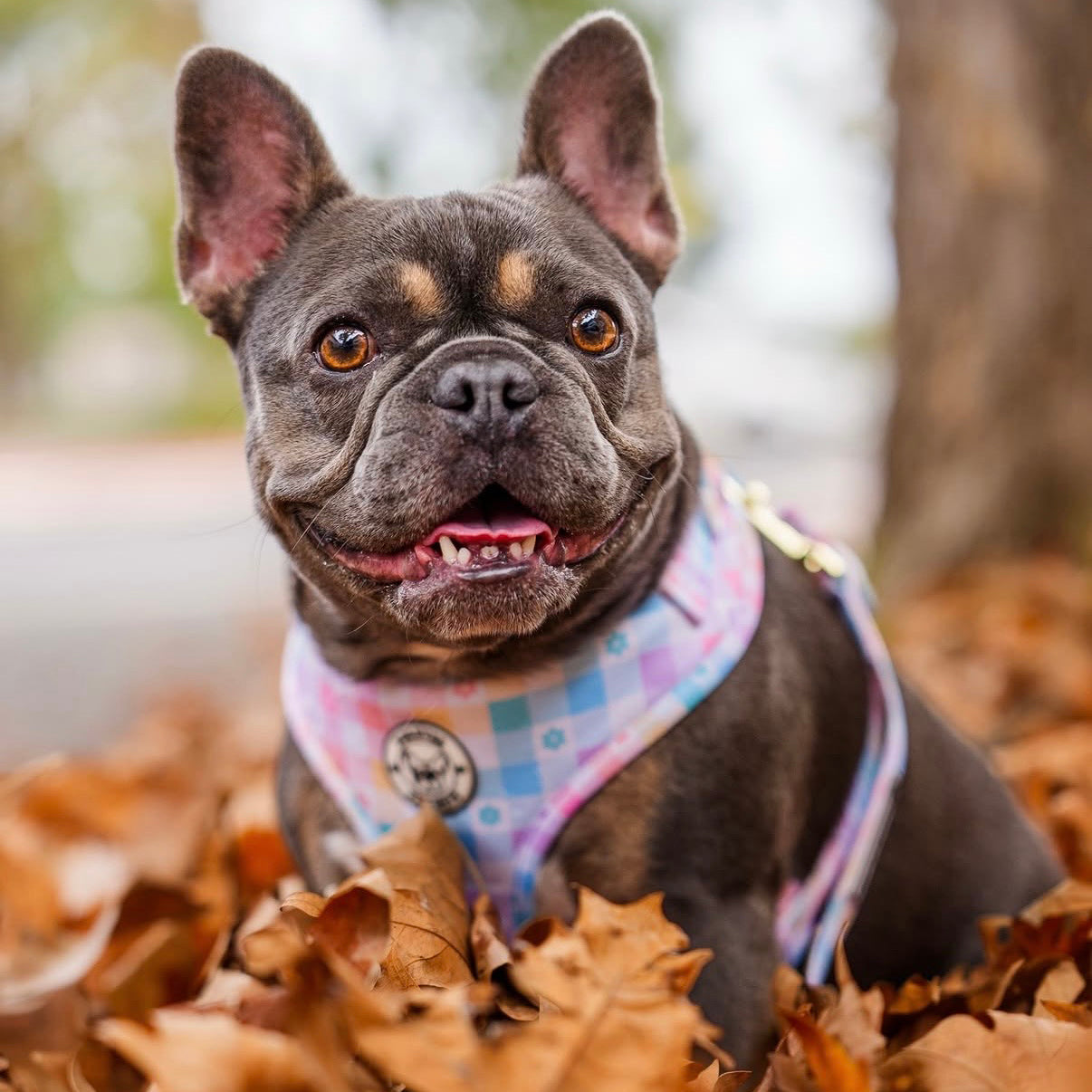 Gingham Wonderland - Adjustable Harness