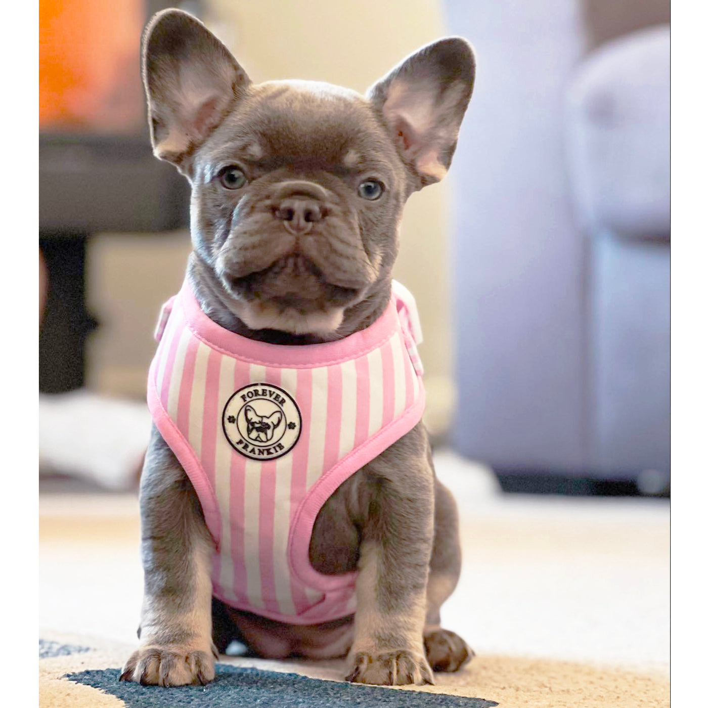 Pink Candy Stripe - Adjustable Harness