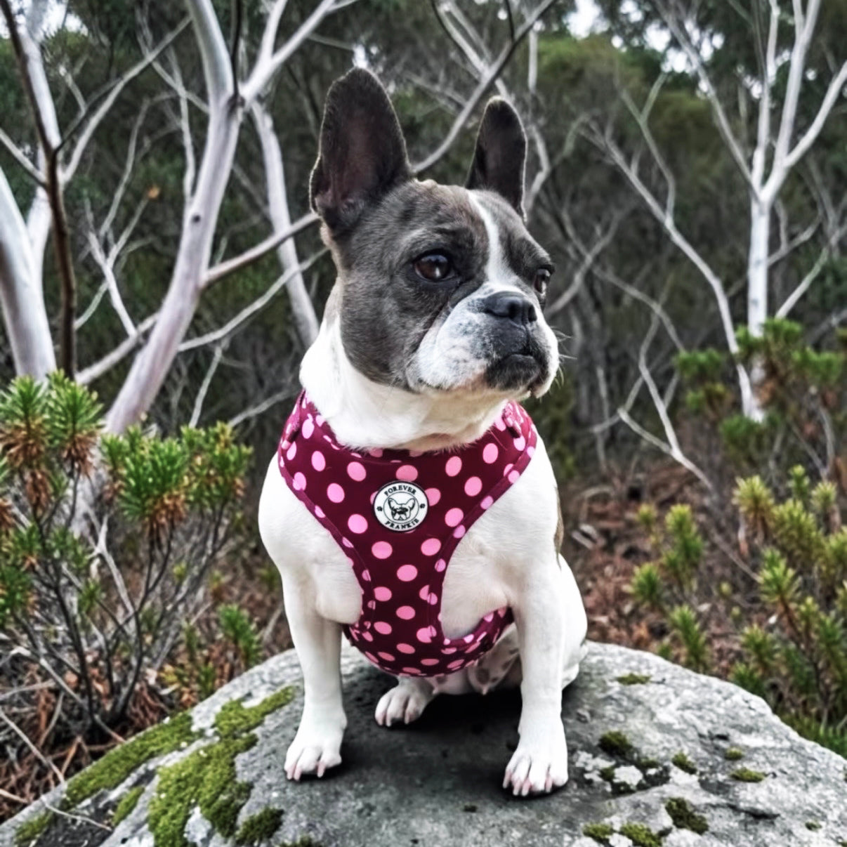 Dotted Bliss - Adjustable Harness