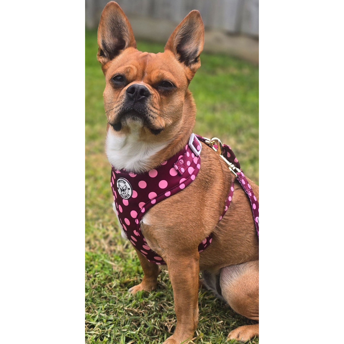 Dotted Bliss - Adjustable Harness