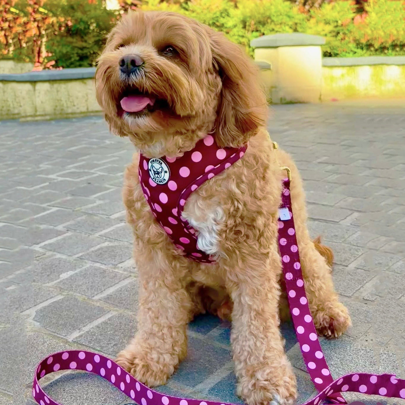 Dotted Bliss - Adjustable Harness