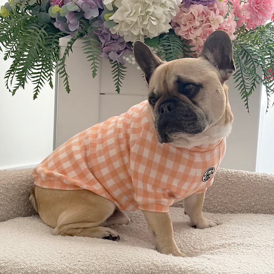 Tangerine Check Dog Skivvy (Limited Edition)