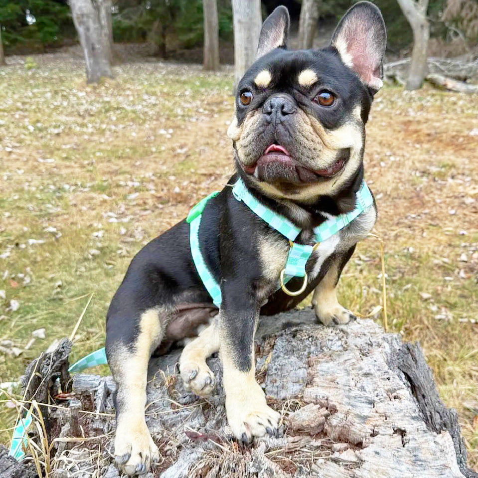 Green Check - Luxe Strap Harness