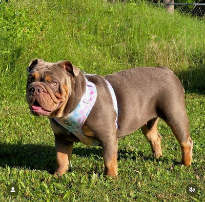 Gingham Wonderland - Adjustable Harness