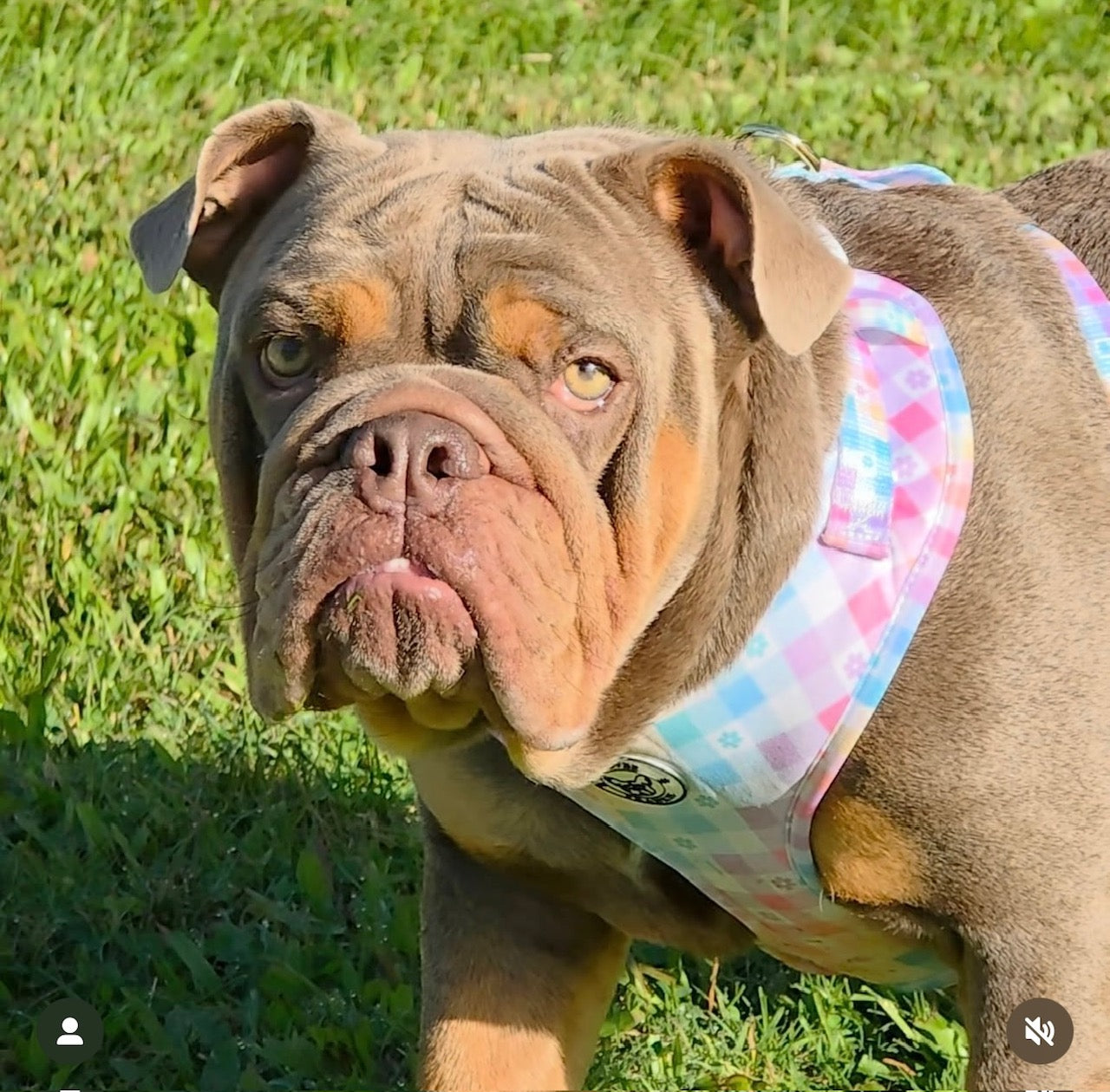 Gingham Wonderland - Adjustable Harness