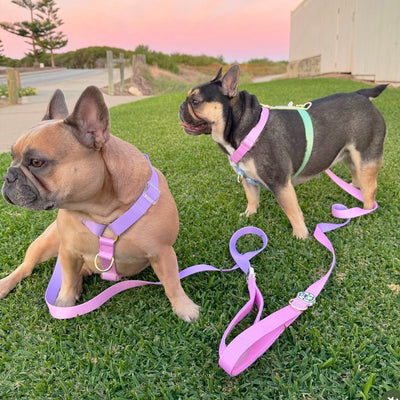 Pastel Rainbow - Luxe Strap Harness