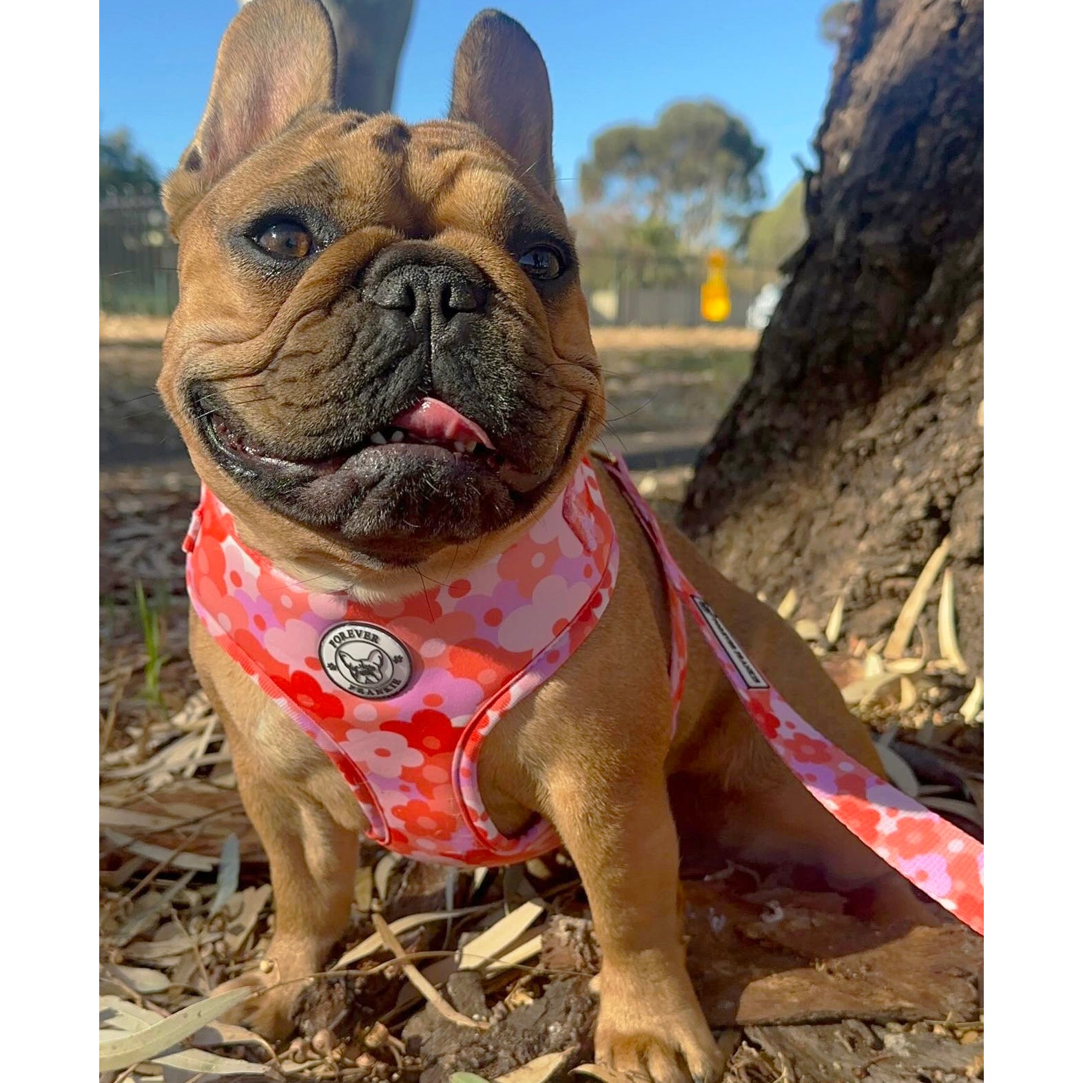 Sunset Bloom - Adjustable Harness