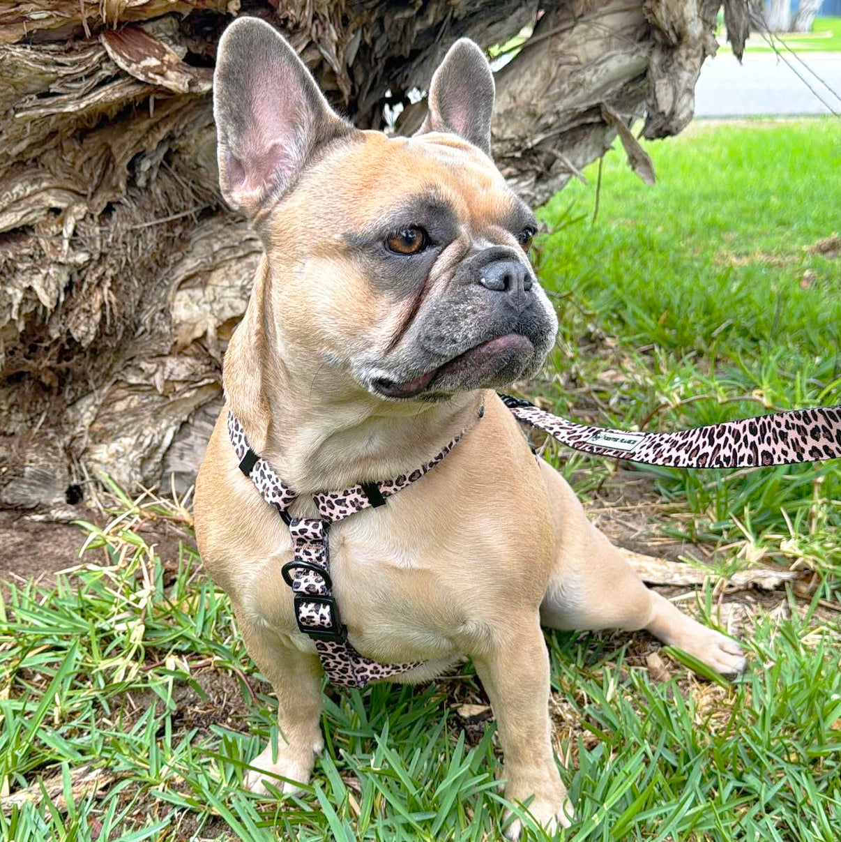 Born to be Wild - Strap Harness