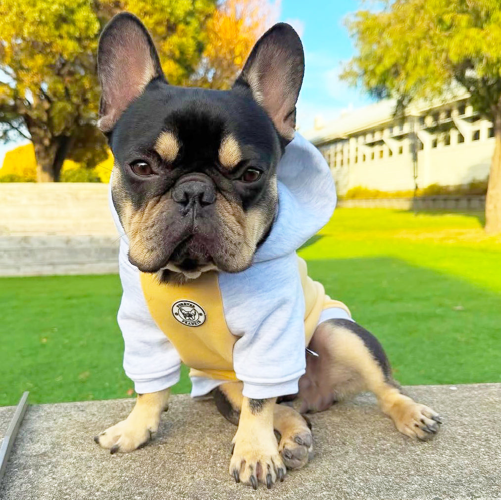 Honey Haze Dog Hoodie