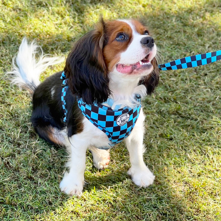 Blue Checkers - Adjustable Harness
