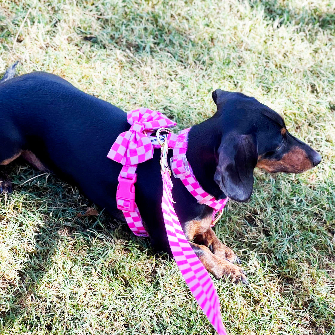 Pink Lemonade Check - Luxe Strap Harness