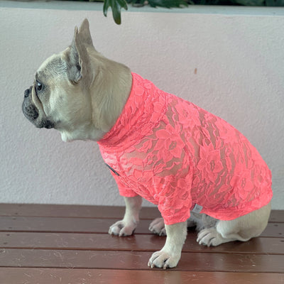Coral Lace - Luxe Dog Skivvy