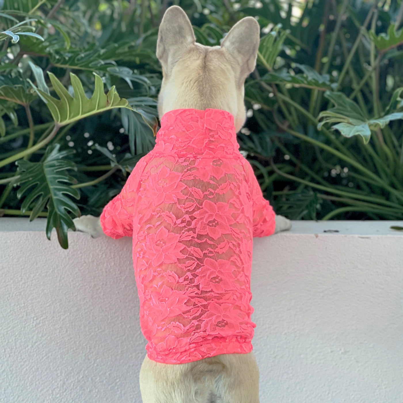 Coral Lace - Luxe Dog Skivvy