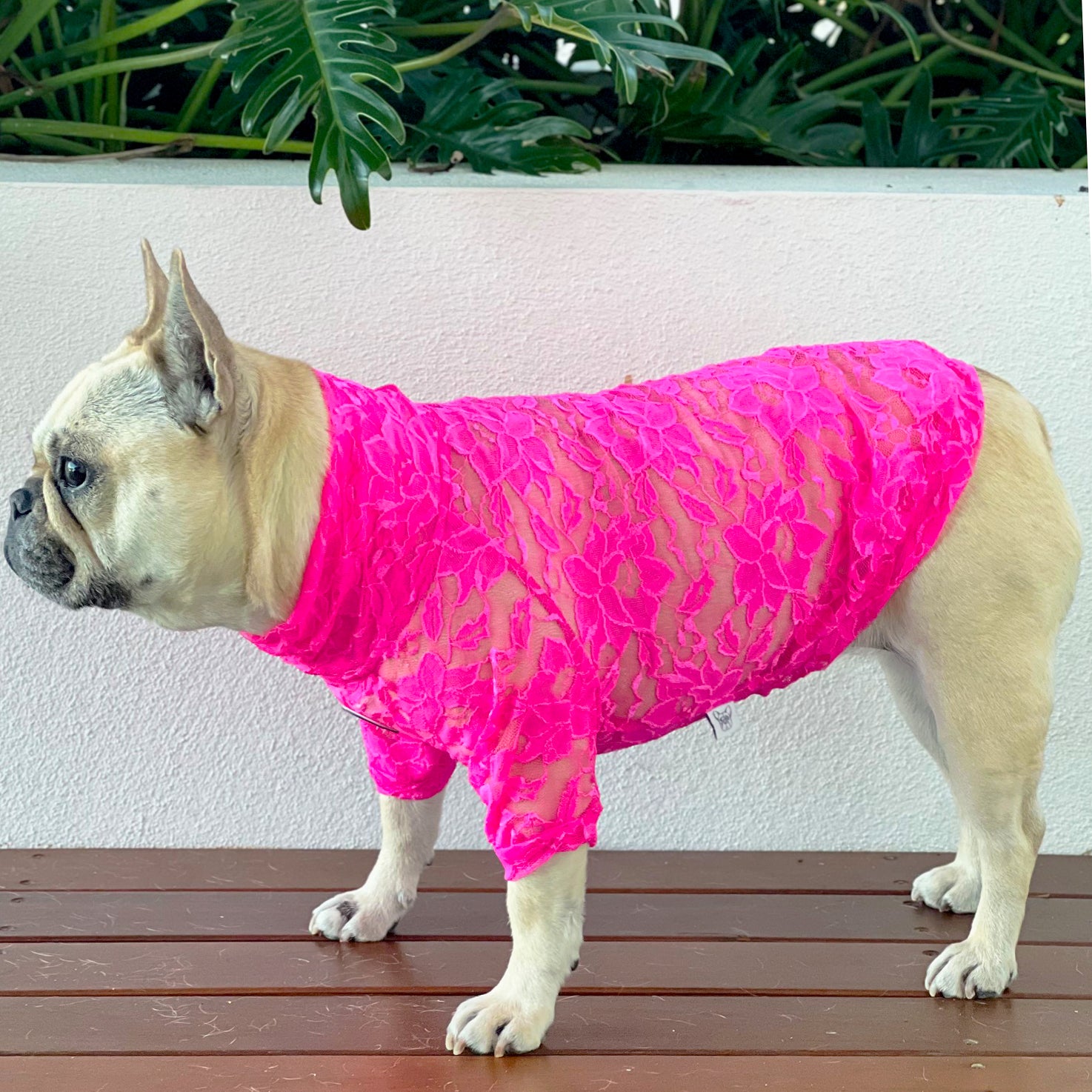 Hot Pink Lace - Luxe Dog Skivvy