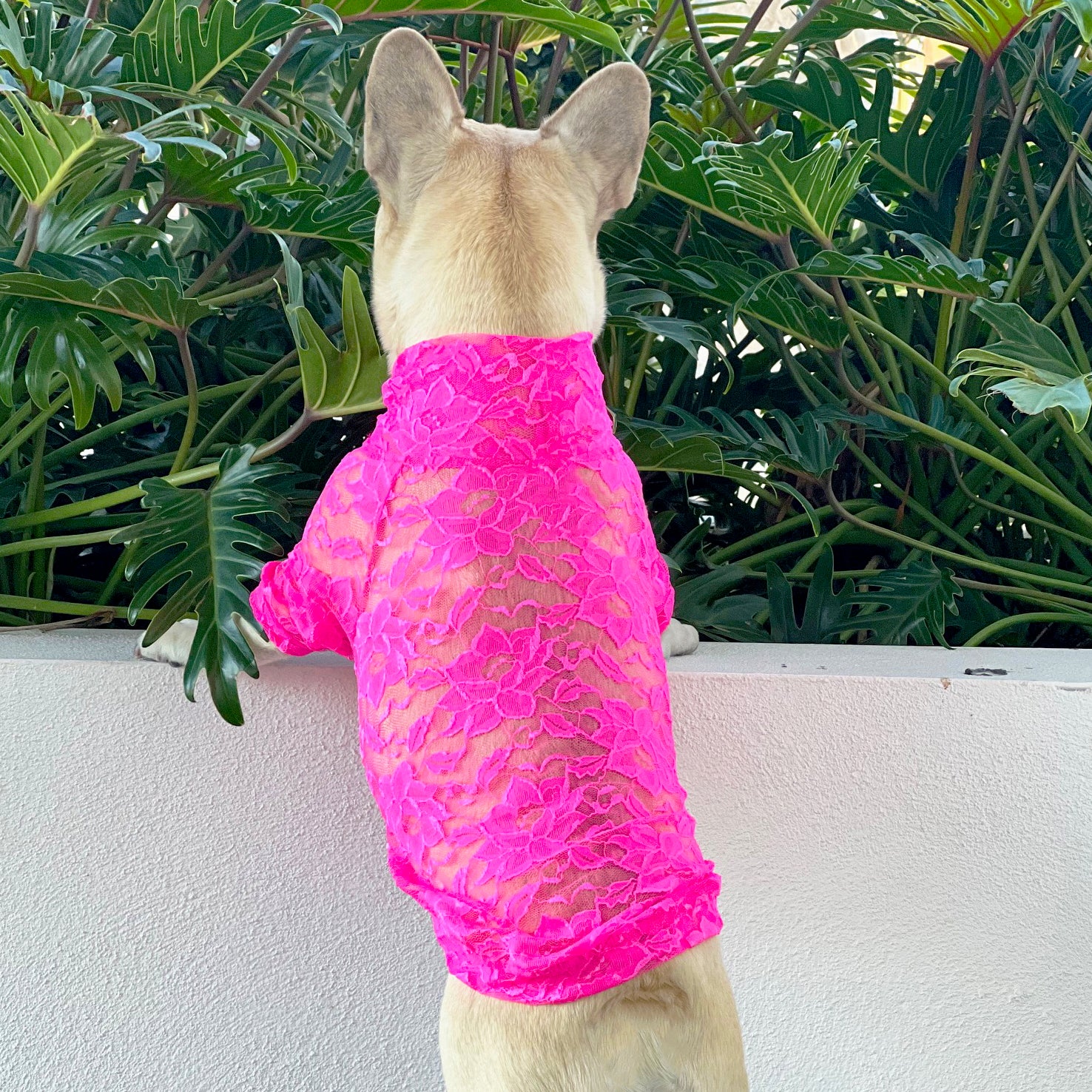 Hot Pink Lace - Luxe Dog Skivvy