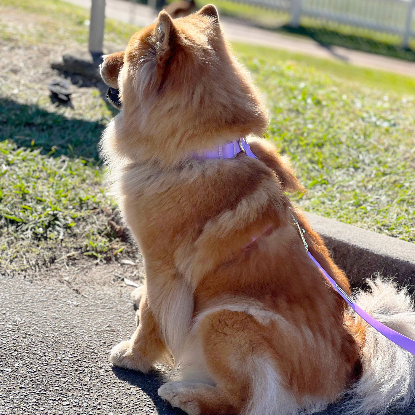 Pastel Pink / Lavender - Luxe Strap Harness