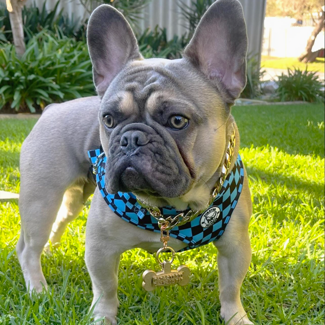 Blue Checkers - Adjustable Harness