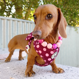 Dotted Bliss - Adjustable Harness