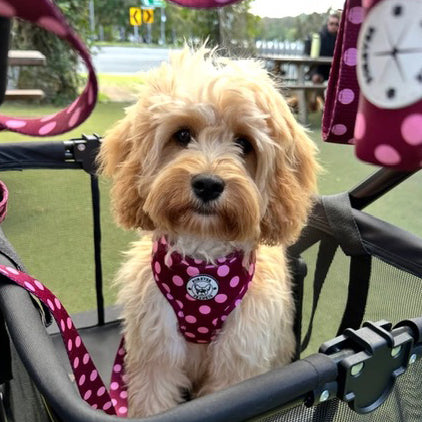 Dotted Bliss - Adjustable Harness