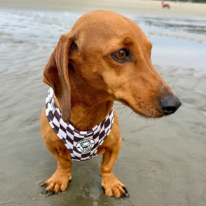 Cocoa Check - Adjustable Harness