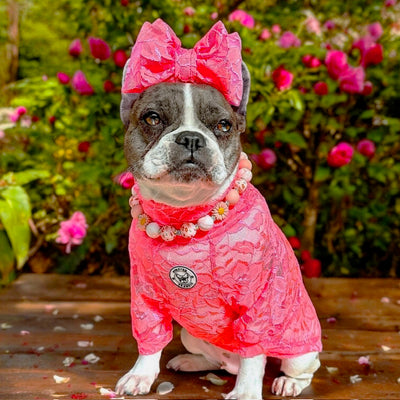 Coral Lace - Luxe Dog Skivvy
