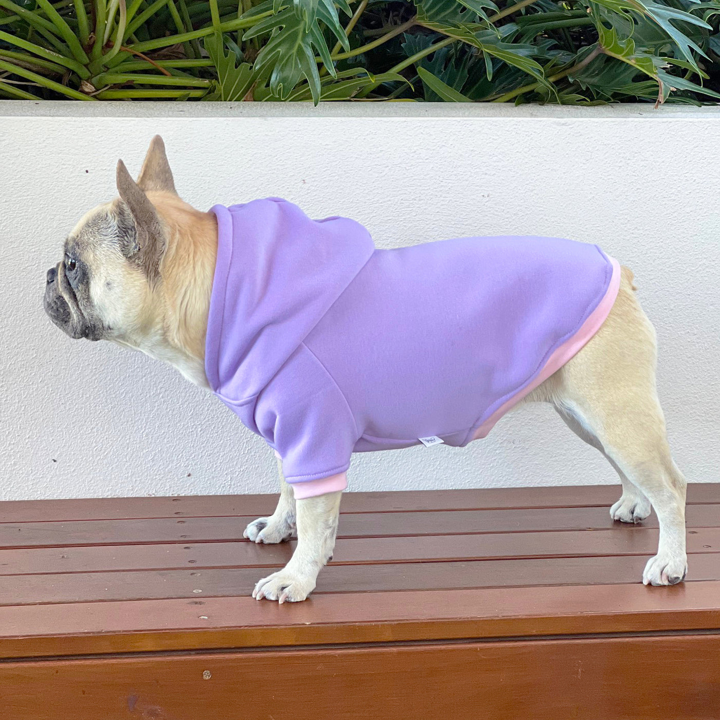 Amethyst Kiss Dog Hoodie/Dog Skivvy