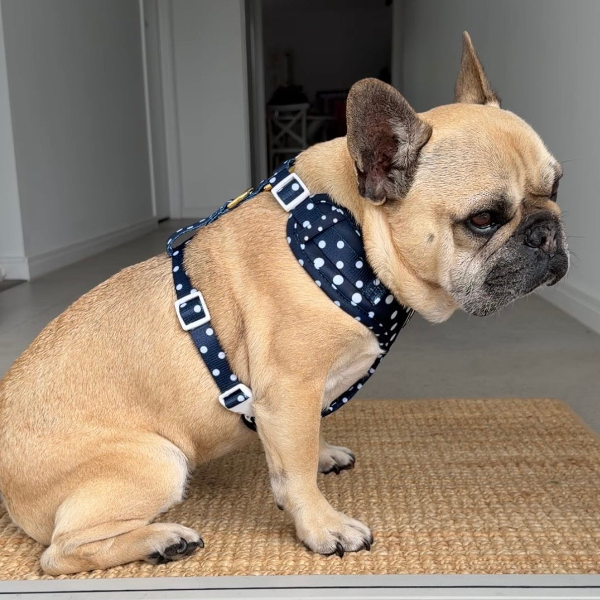Navy Polka Dot - Adjustable Harness