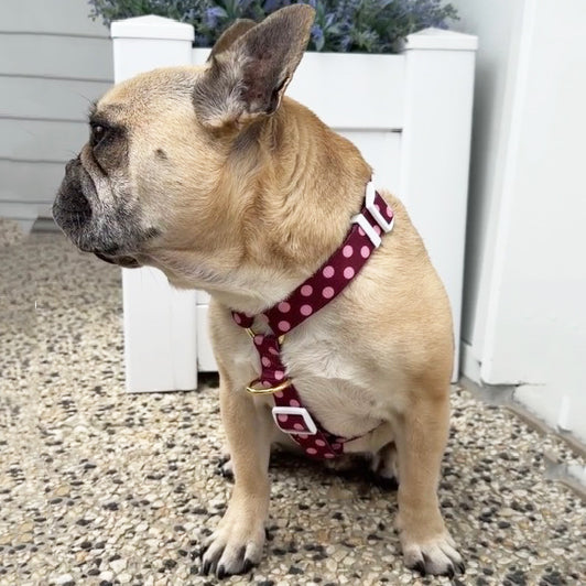 Dotted Bliss Luxe Strap Harness