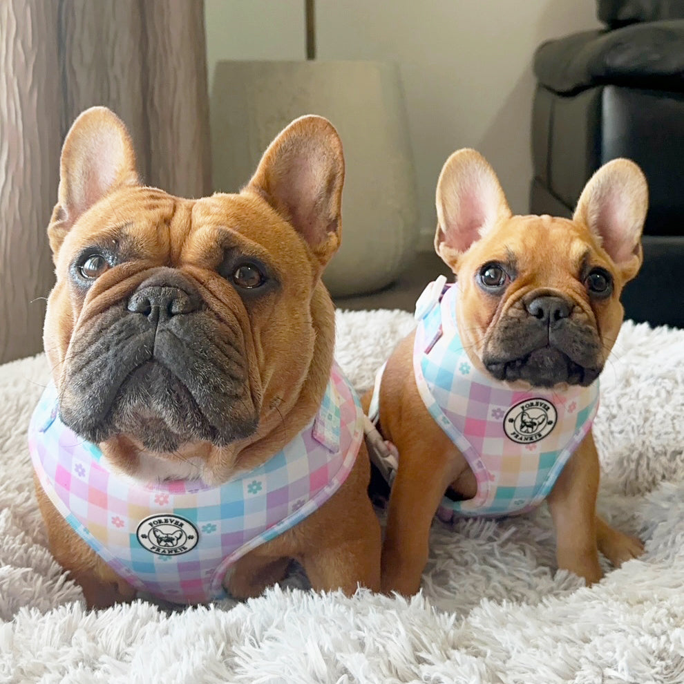 Gingham Wonderland - Adjustable Harness