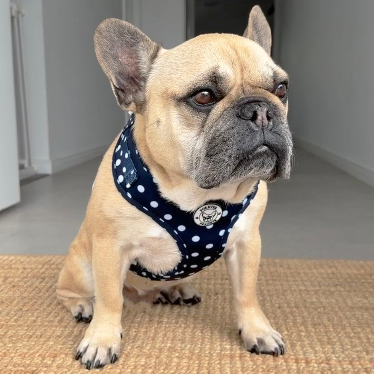 Navy Polka Dot - Adjustable Harness