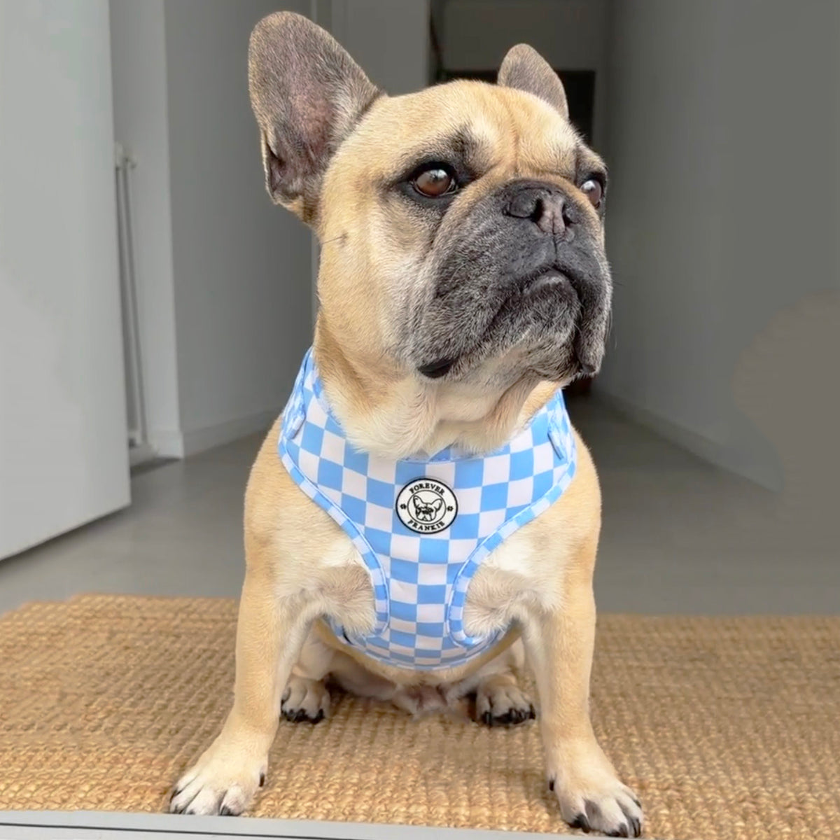 Sky Blue Check Adjustable Harness