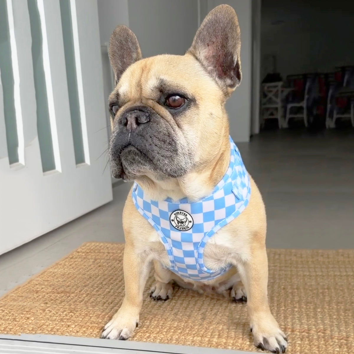 Sky Blue Check Adjustable Harness