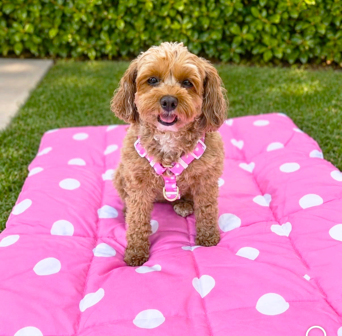 Pink Polka Dot - Luxe Strap Harness