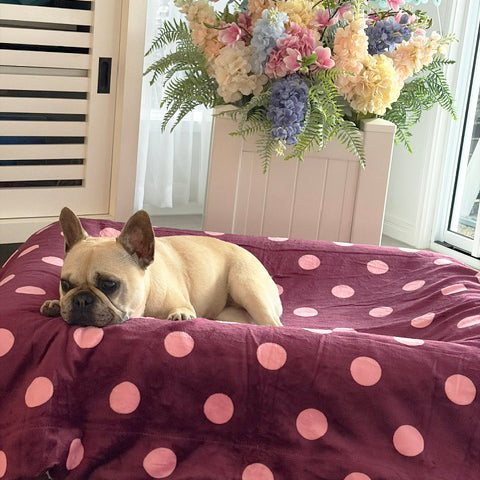 Dotted Bliss - Extra Soft Pet Blanket