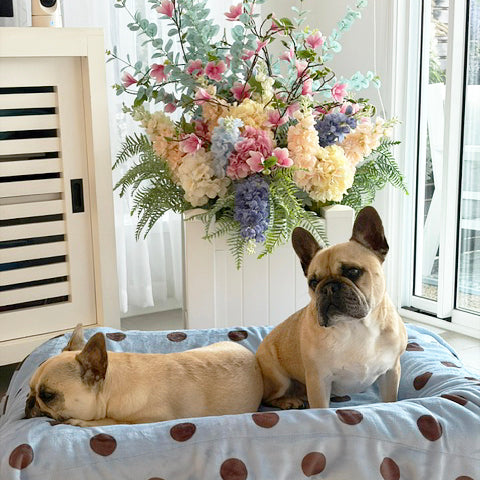 Dotted Bluebell - Extra Soft Pet Blanket