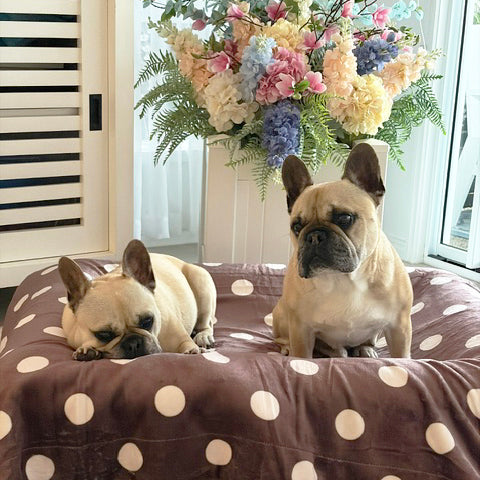 Dotted Coco - Extra Soft Pet Blanket