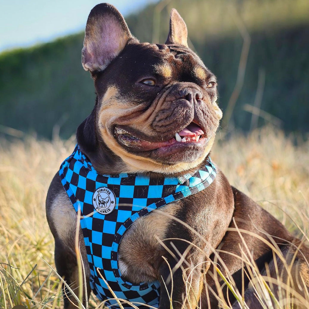 Blue Checkers - Adjustable Harness