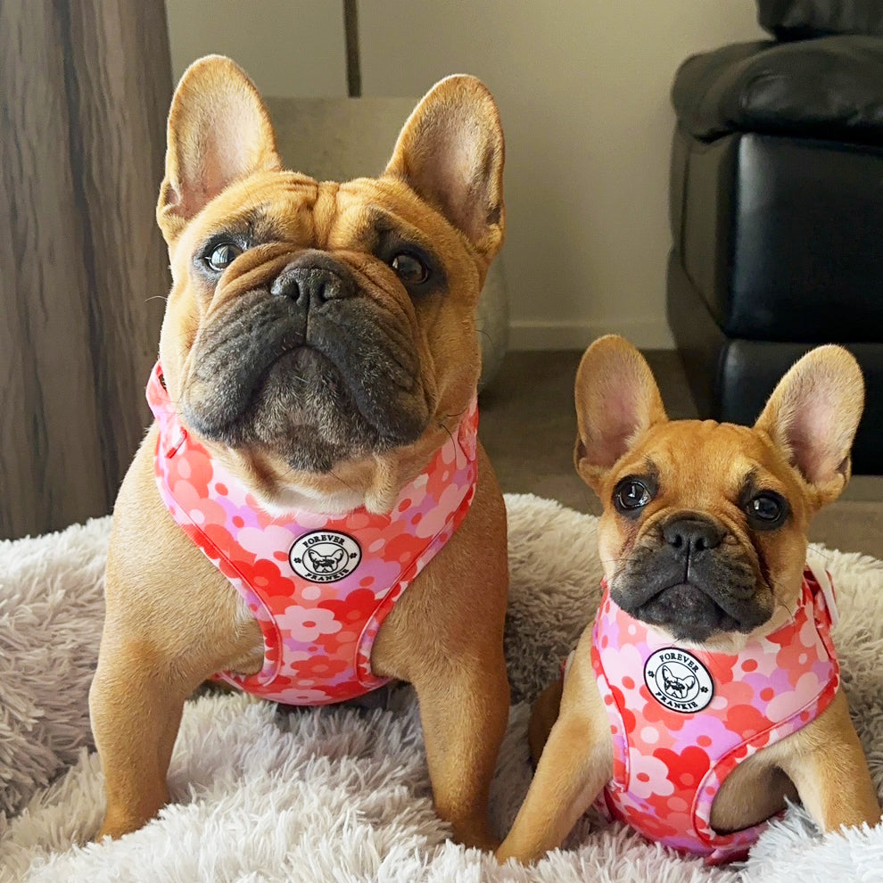 Sunset Bloom - Adjustable Harness