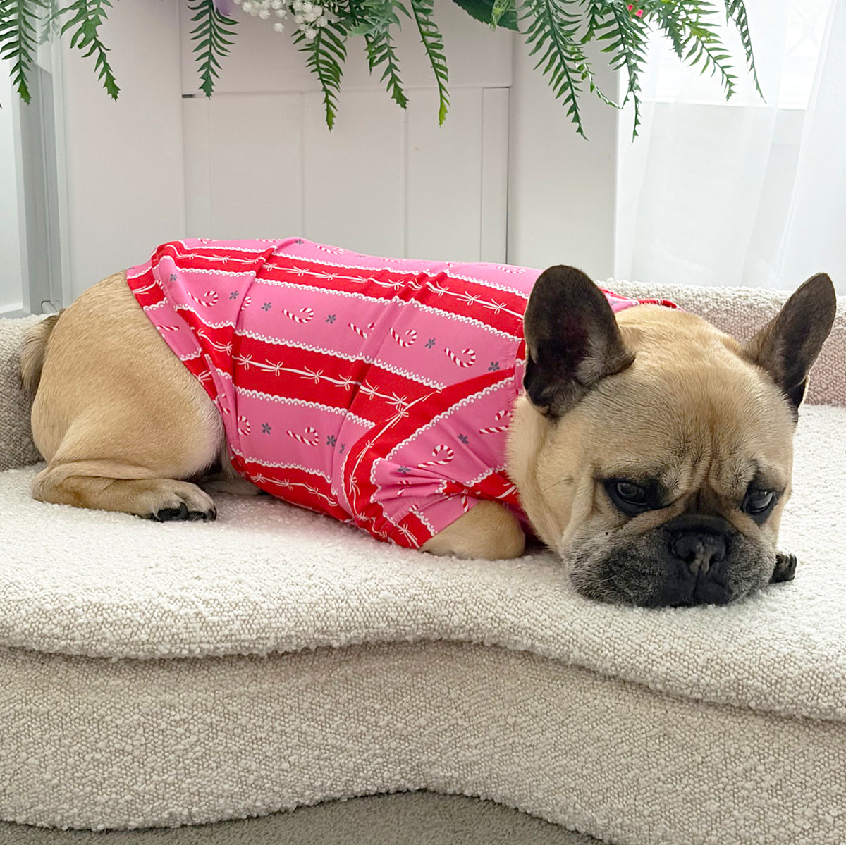 Candy Cane Crush Skivvy - Christmas Dog Skivvy (Limited Edition)