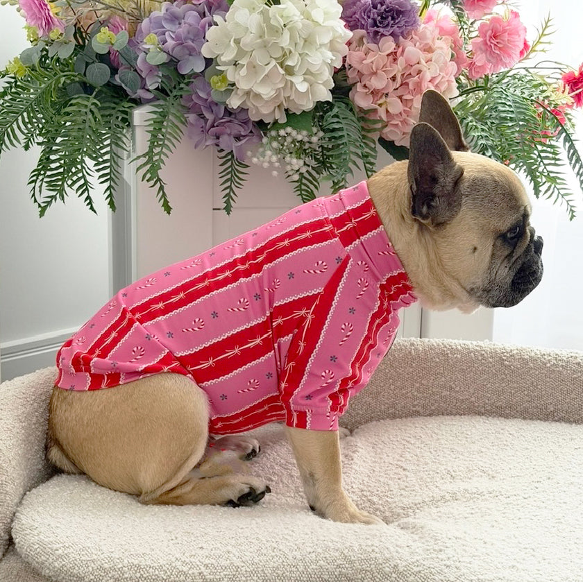 Candy Cane Crush Skivvy - Christmas Dog Skivvy (Limited Edition)