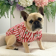Santa Stripe Skivvy - Christmas Dog Skivvy (Limited Edition)